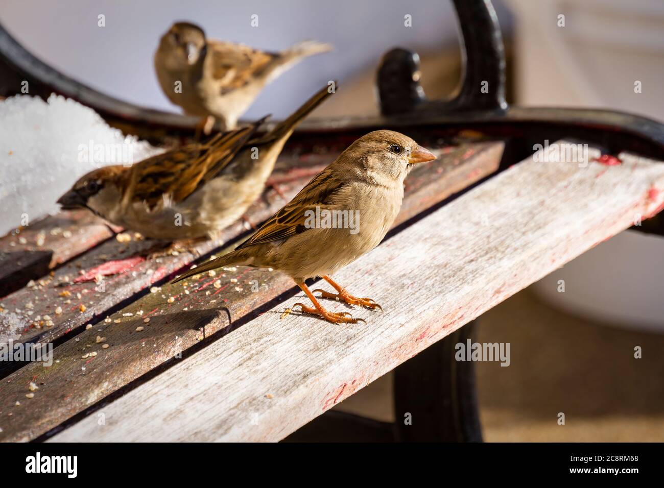Female House Sparrow on bench with another male and female blurred in the background. Stock Photo