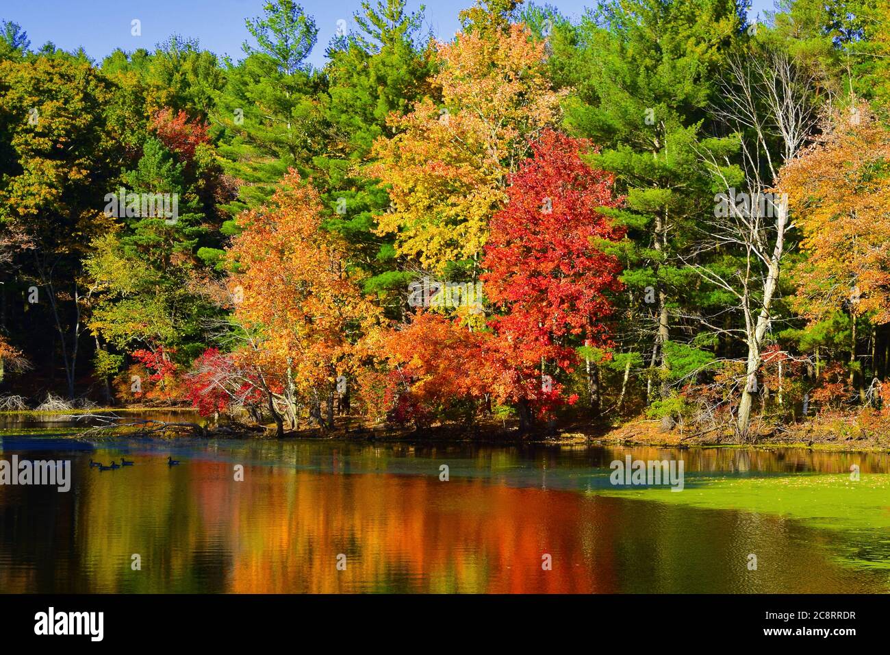 Fall Color near Nashua, New Hampshire Stock Photo