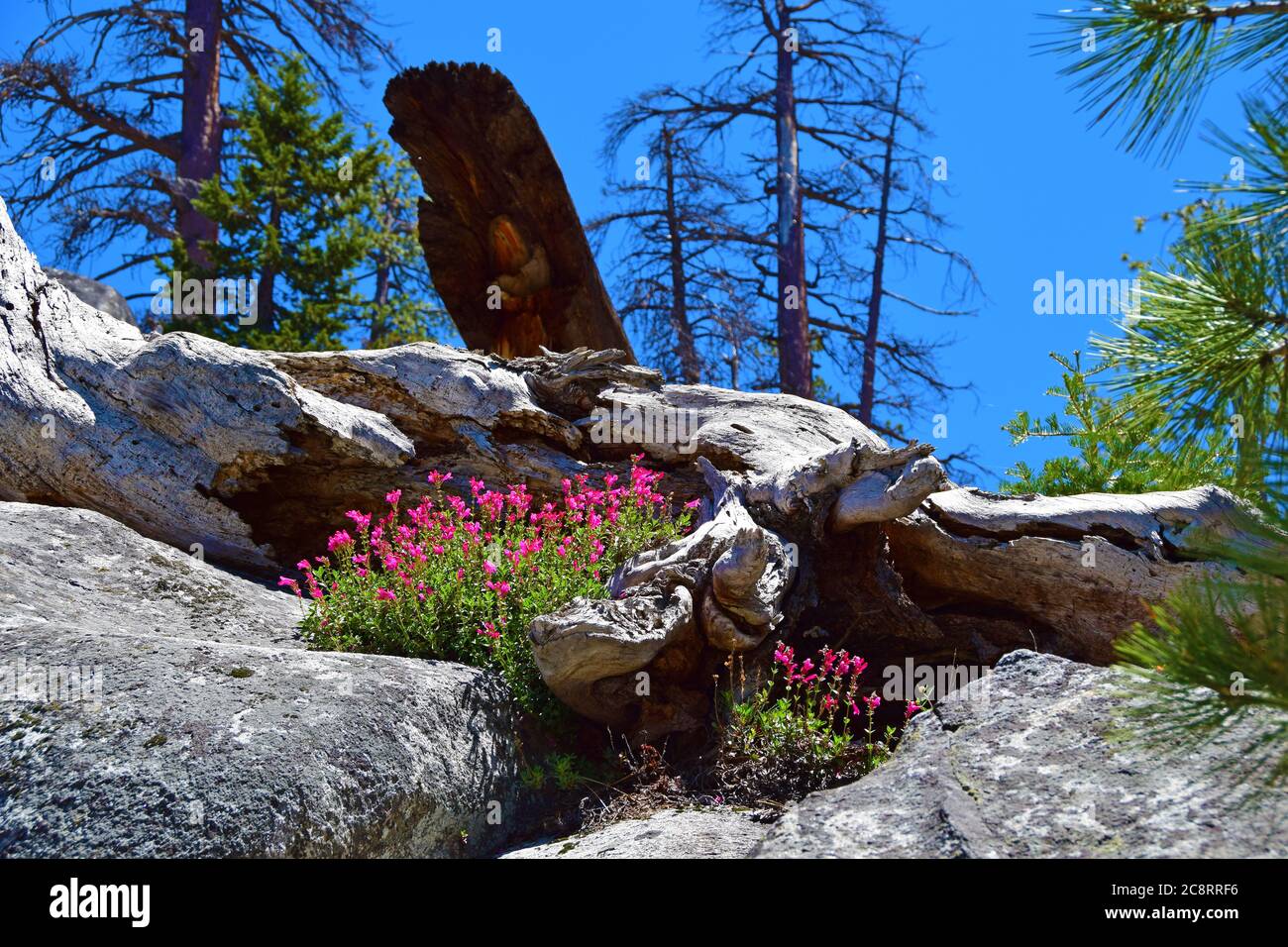 Wildflowers near Huntington Lake in the California Sierra Stock Photo