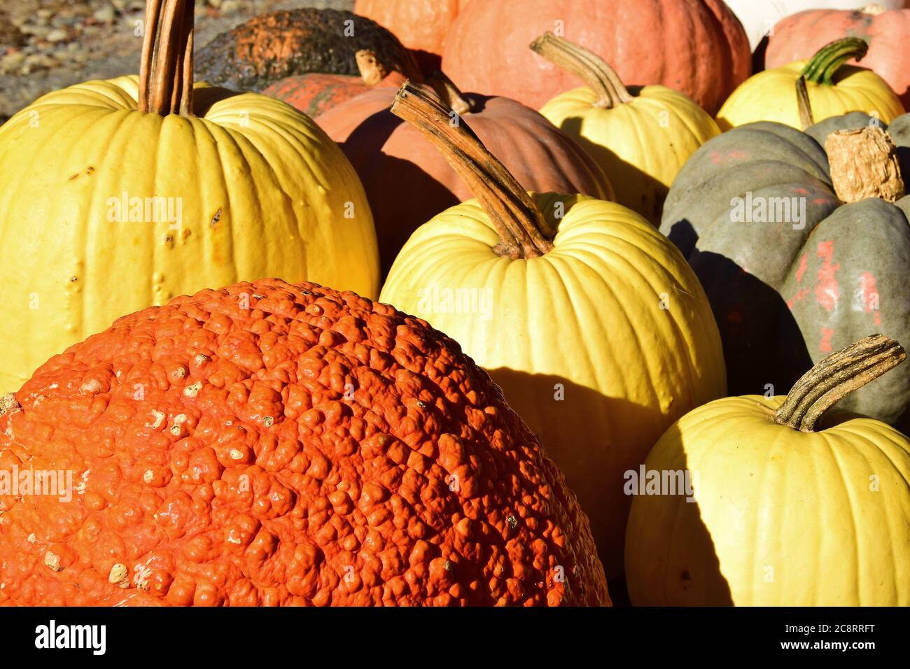 Pumpkin Farm in Sudbury, Massachusetts Stock Photo