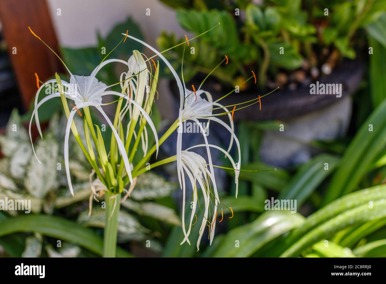 White blooming Spider Lily (Hymenocallis) in the garden. Bali, Indonesia. Stock Photo