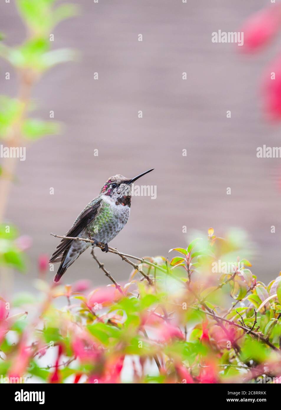 Anna's Hummingbird, Calypte anna, perching on a flowering Fuchsia plant at Point Arena Cove in Point Arena, California. Stock Photo