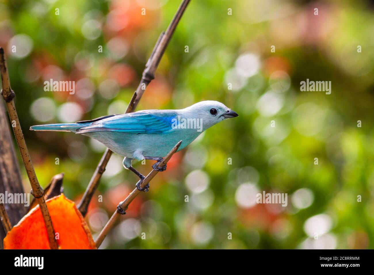 Blue-gray Tanager, Thraupis episcopus, at the Bougainvillea Hotel in San Jose, Costa Rica. Stock Photo