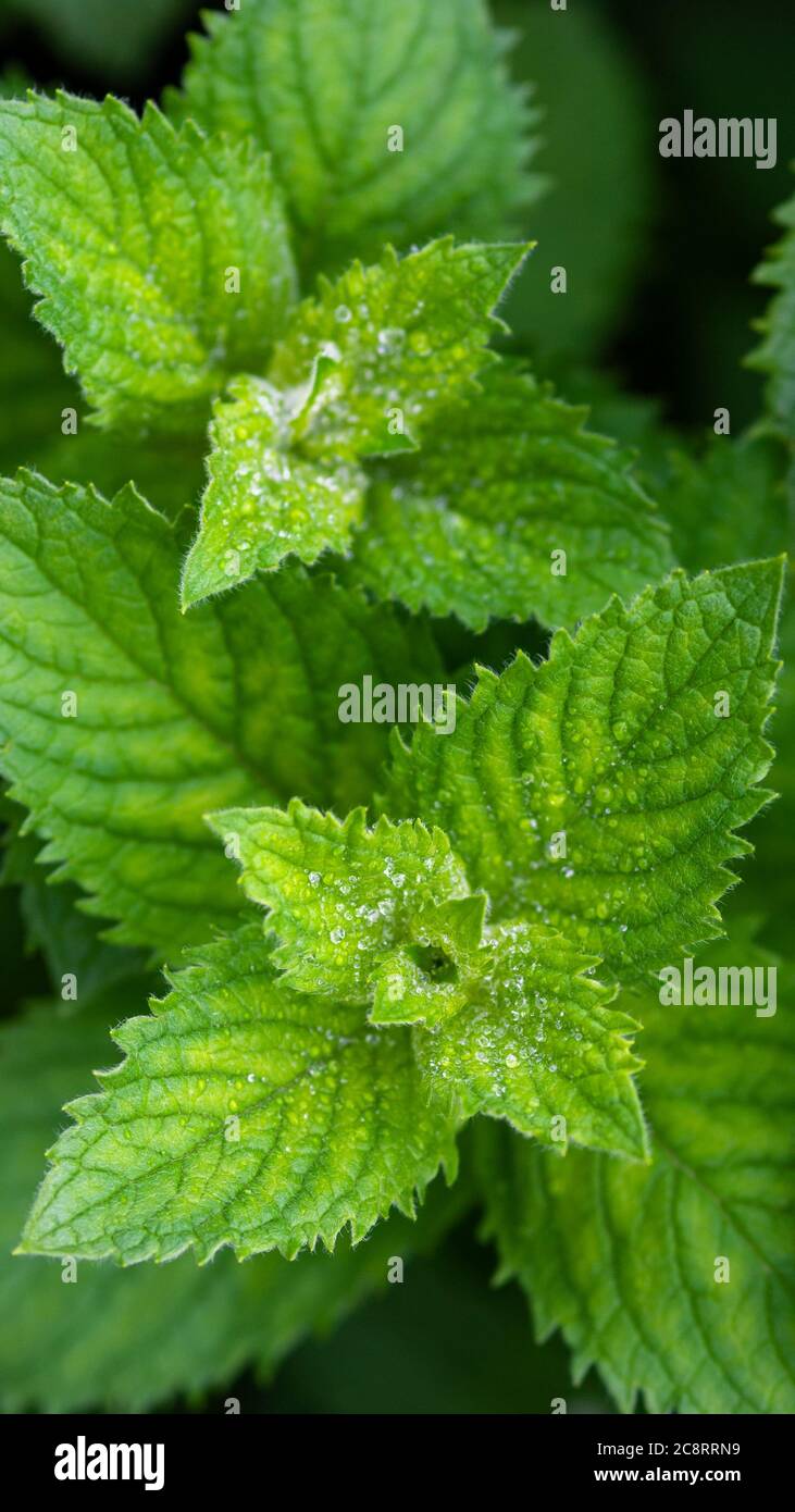 Green fragrant mint (Mentha suaveolens) in dew drops, top view Stock Photo