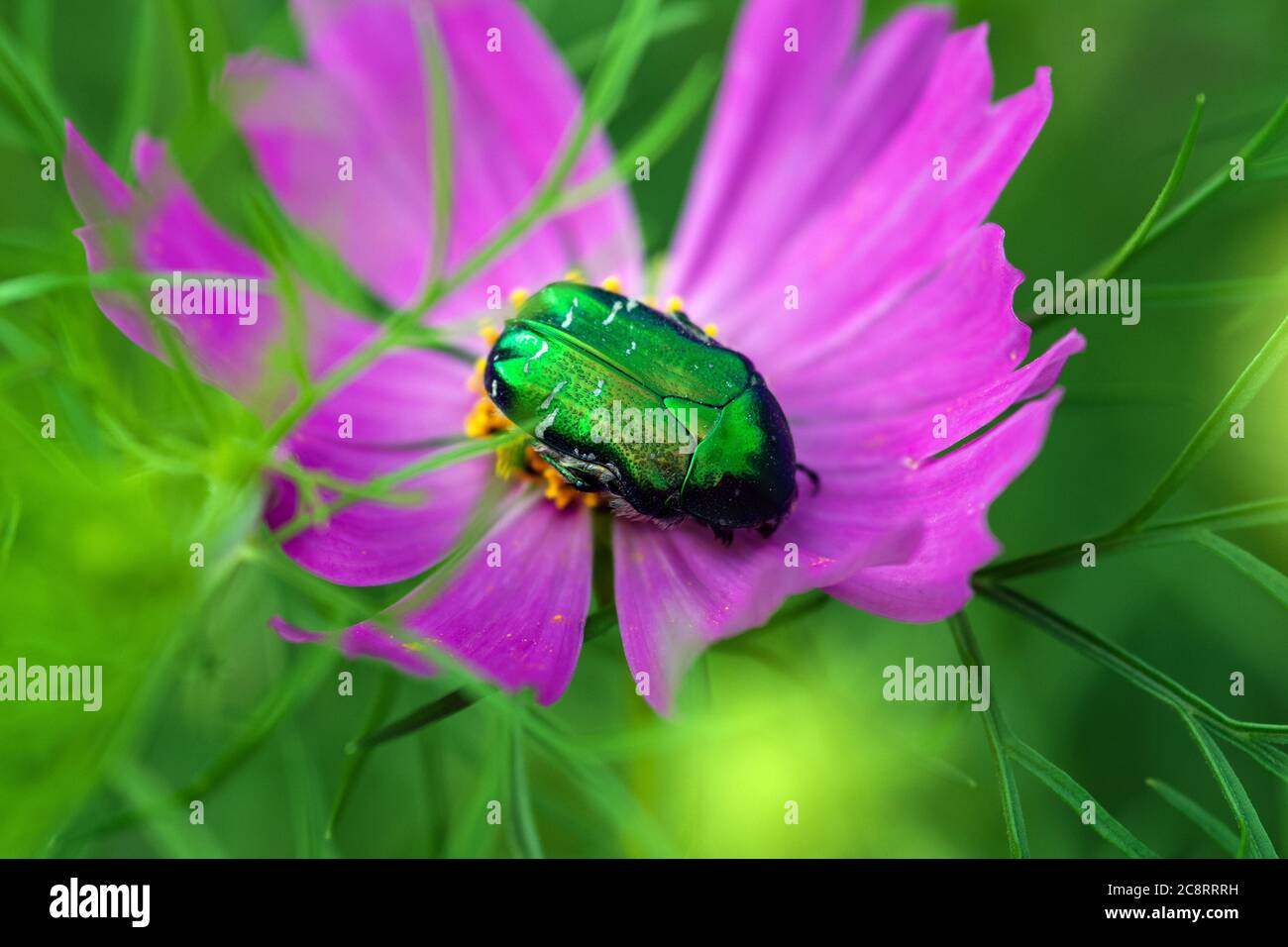 green june beetle life cycle