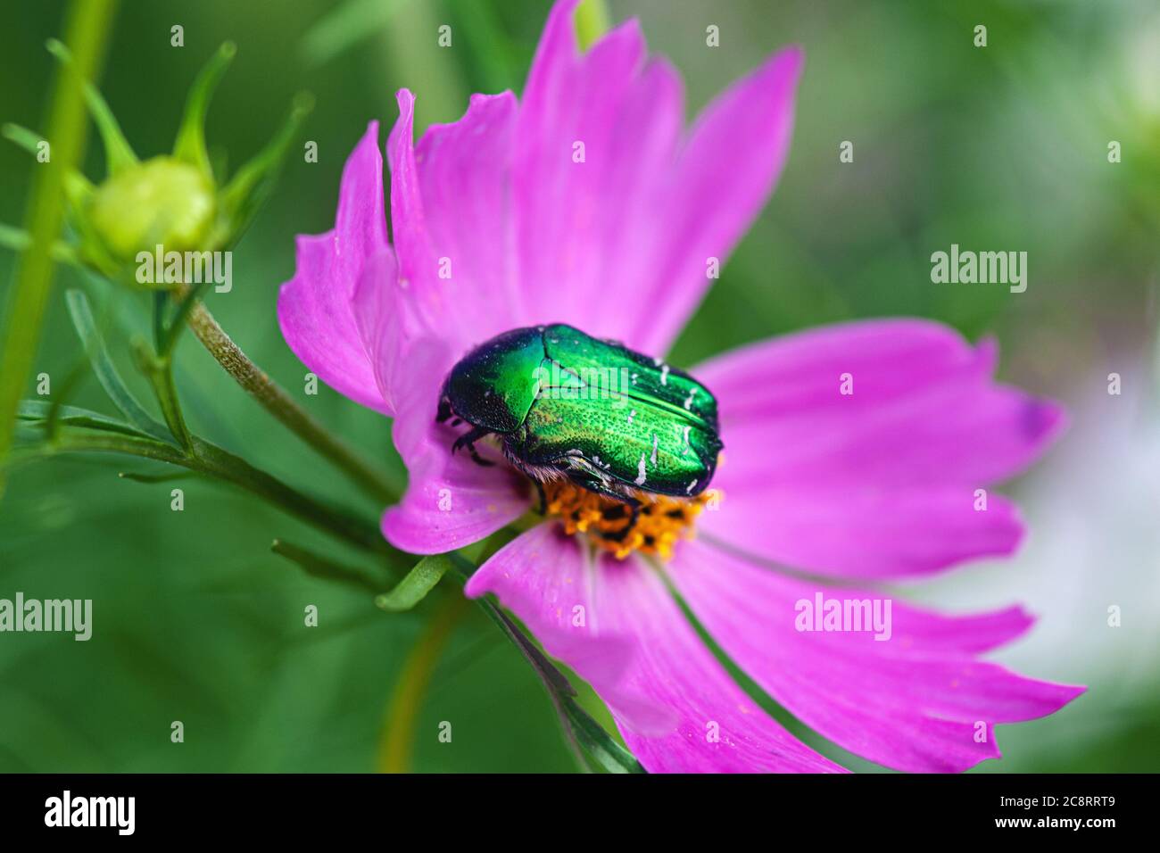 June bug (Cotinis nitida ) on pink cosmos flower Stock Photo Alamy