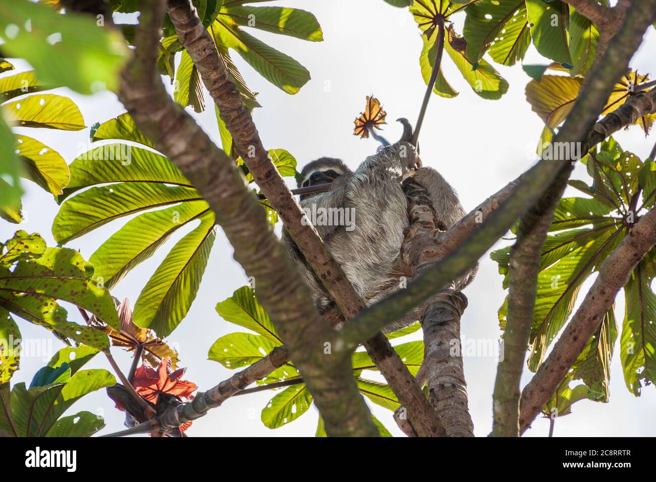 Sloth in Cecropia tree top at InBio biodiversity educational institute in Costa Rica. Stock Photo