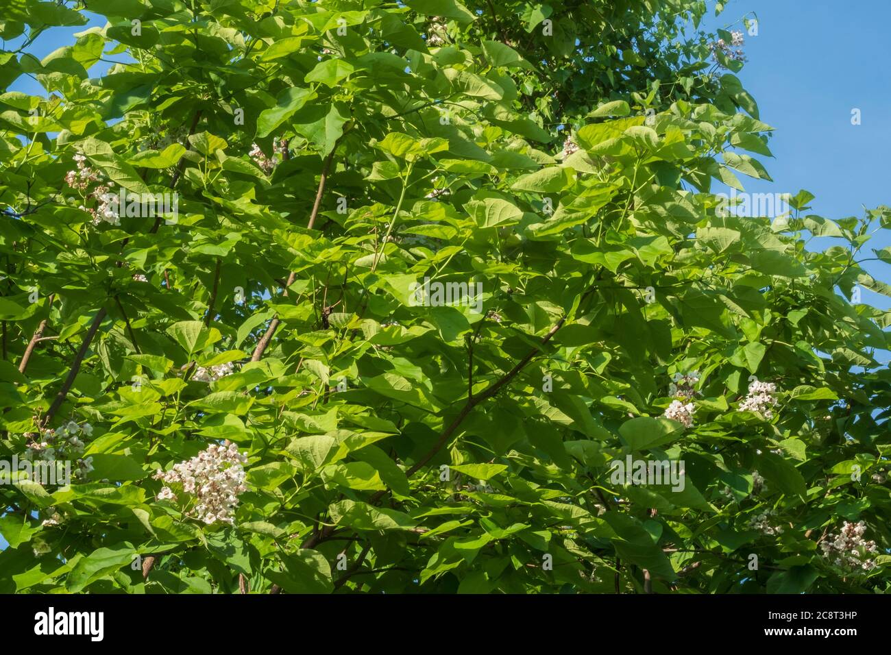 Catalpa speciosa, common name green bean tree, flowering with a few old siliques seed pods. Oklahoma, USA. Stock Photo