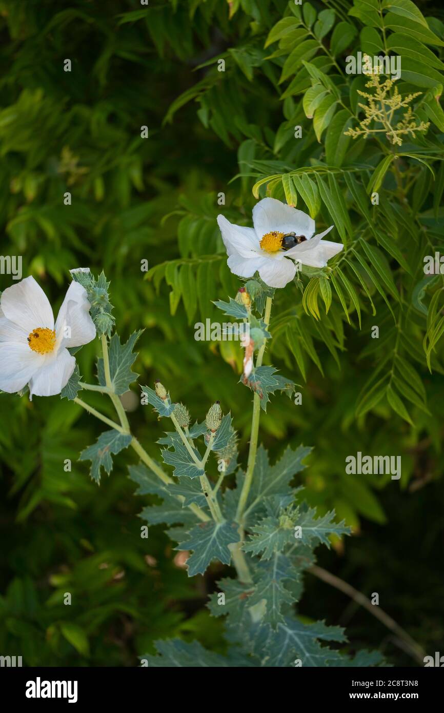 Prickly poppy, Argemone albiflora, also known by several names including Texas Prickly Poppy, The Great Salt Plains state park, Oklahoma, USA Stock Photo