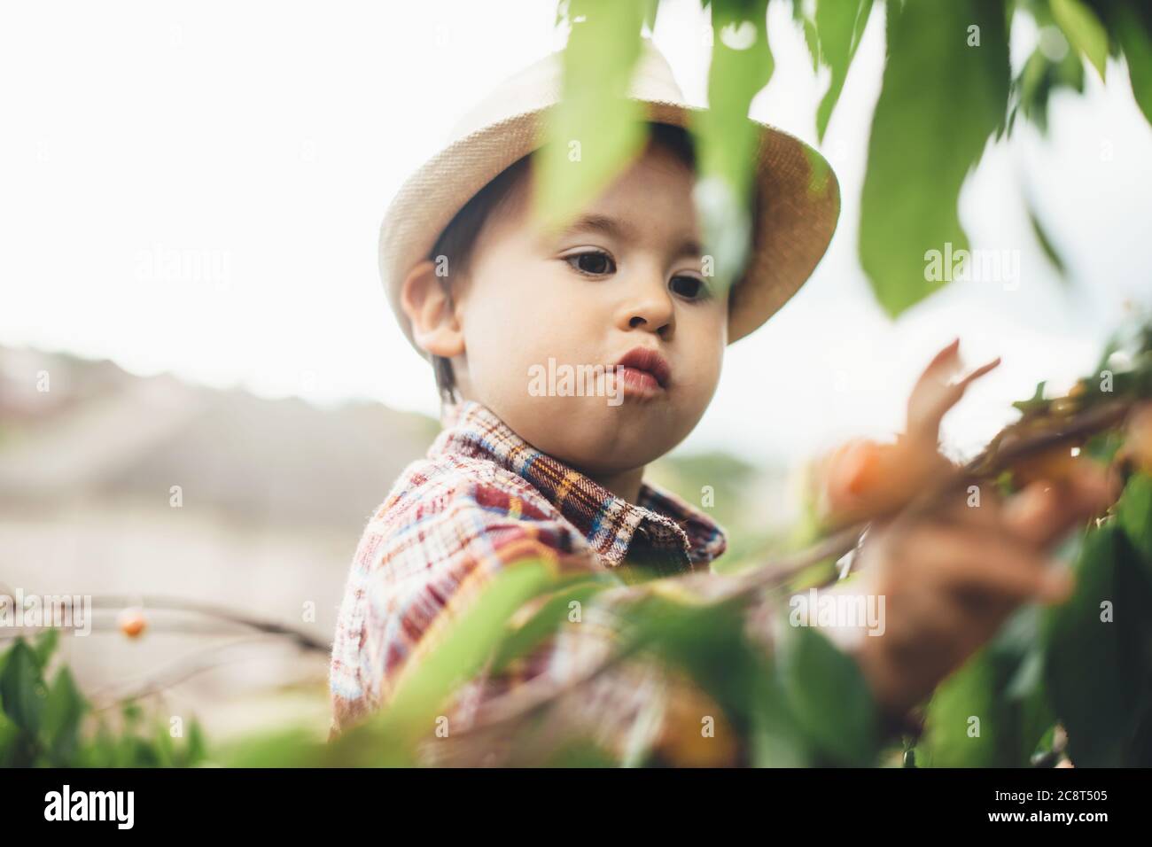 Small caucasian boy eating cherries in a sunny day while climbing tree with green leaves Stock