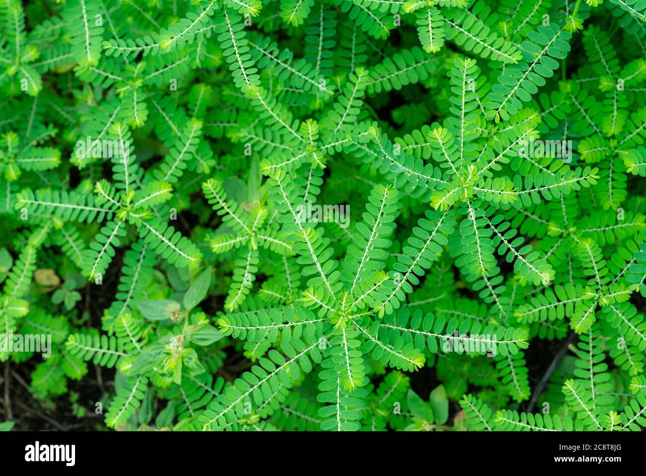 Phyllanthus niruri herb plant and other name, Seed-under-leaf ...