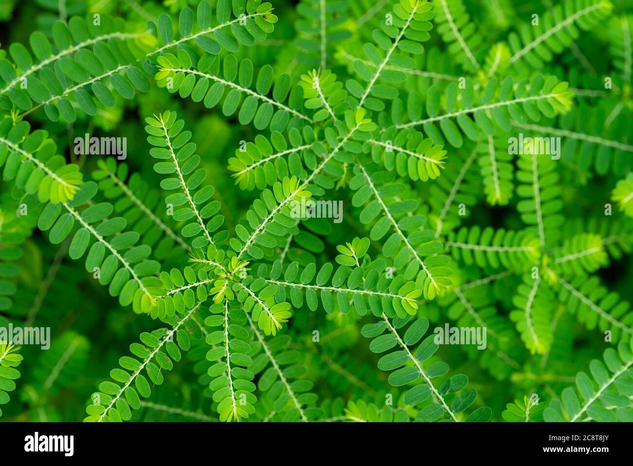 Phyllanthus niruri herb plant and other name, Seed-under-leaf, Phyllanthus amarus Schumach & Thonn,top view. Stock Photo