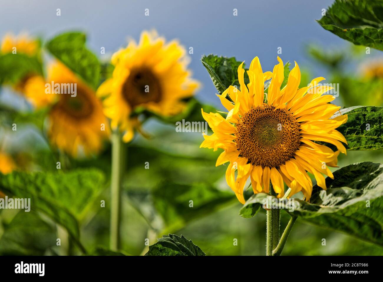 Sunflowers nature hi-res stock photography and images - Alamy