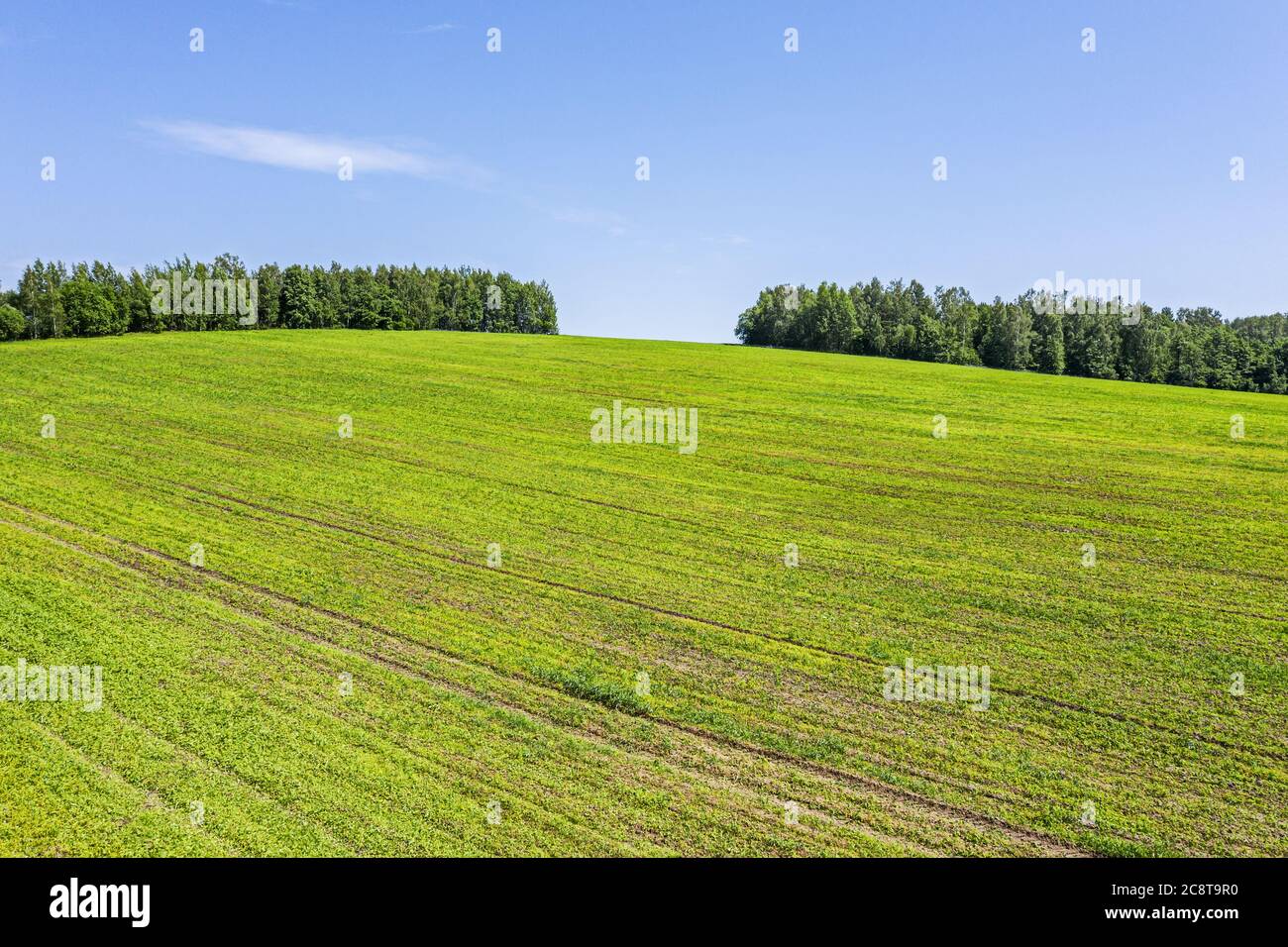 rural summer landscape with cultivated fields and green forest at sunny ...