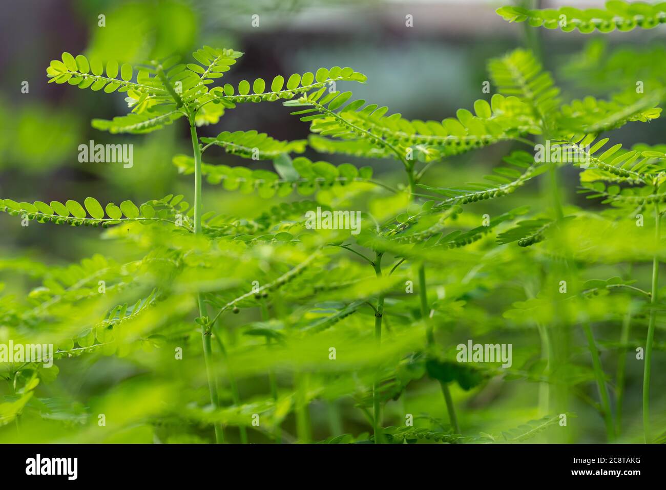 Phyllanthus niruri herb plant and other name, Seed-under-leaf, Phyllanthus amarus Schumach & Thonn. Stock Photo