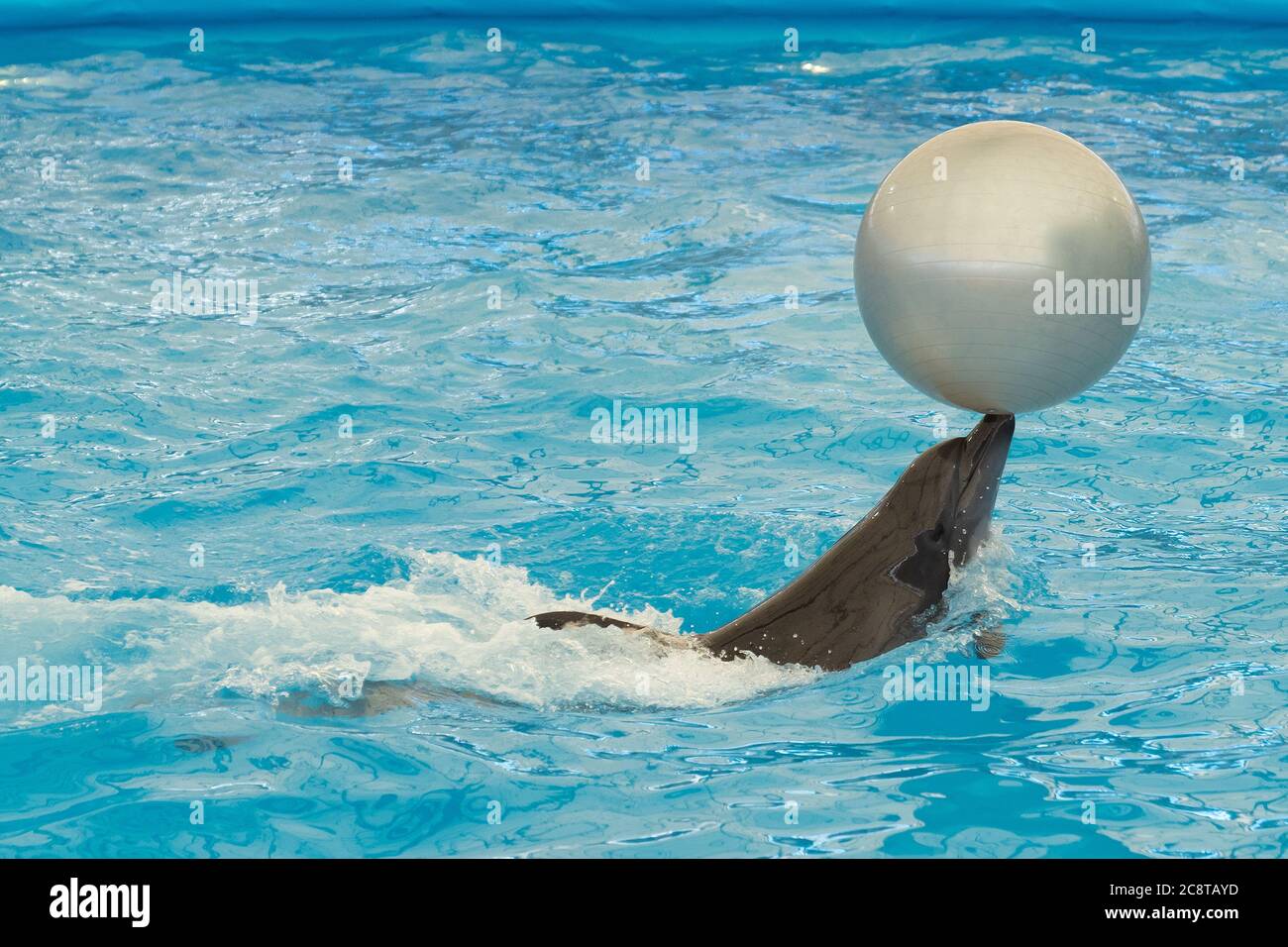 Bottlenose dolphin with ball during performance in water pool. Stock Photo