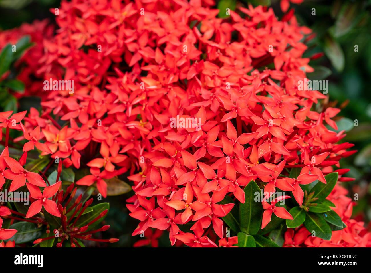 Ixora chinensis lamk,Beautiful red flower suitable as a background. Stock Photo