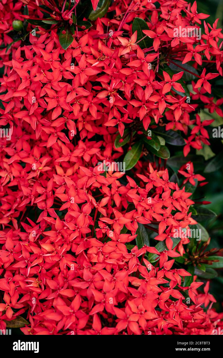 Ixora chinensis lamk,Beautiful red flower suitable as a background. Stock Photo