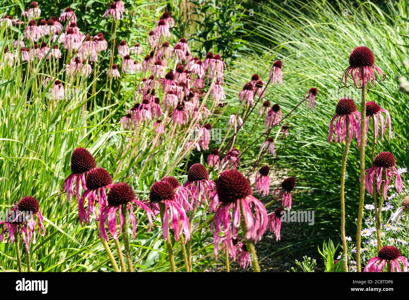 Echinacea pallida flowers in grassy garden Purple coneflowers Stock Photo
