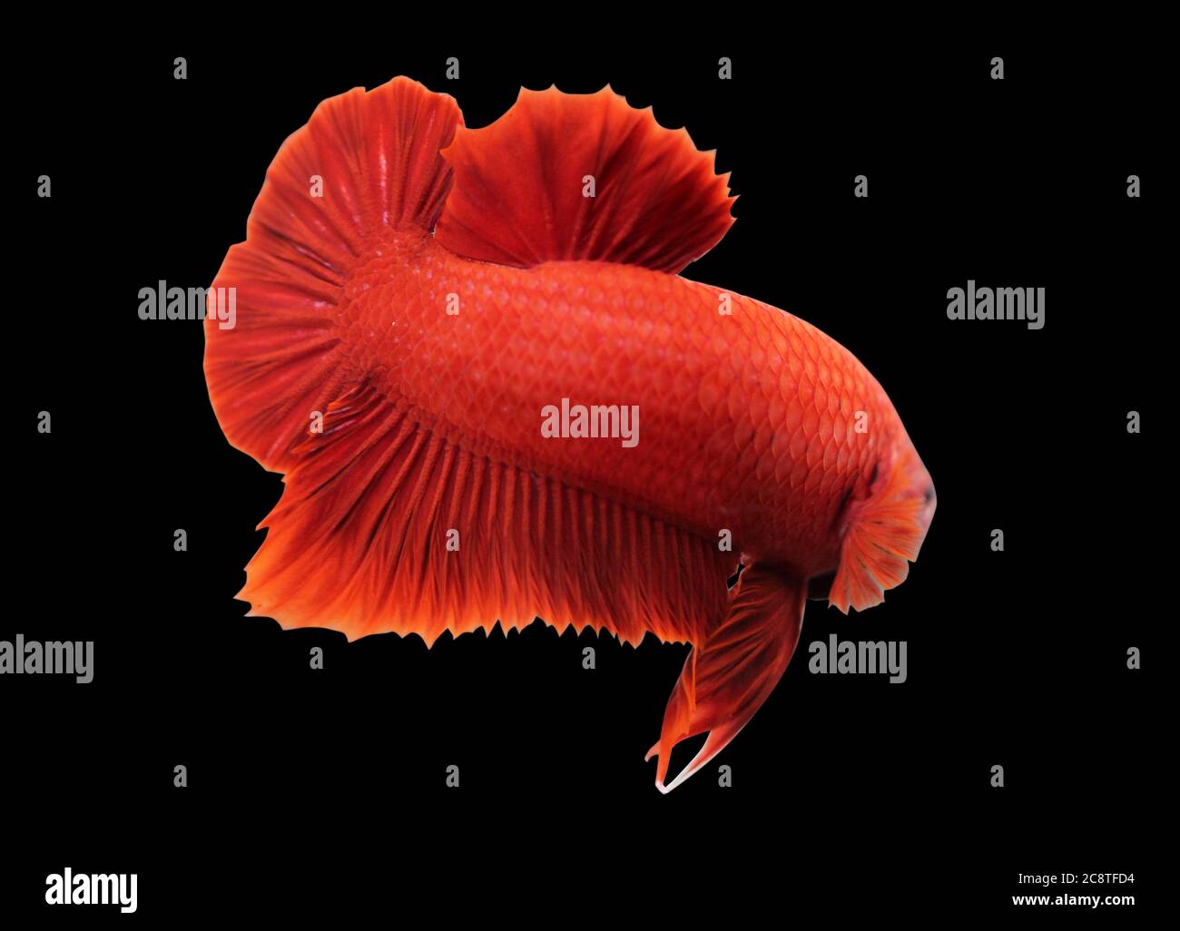Betta Super Red HMPK Halfmoon plakat Male or Plakat Fighting Fish Splendens on Black Background. Stock Photo