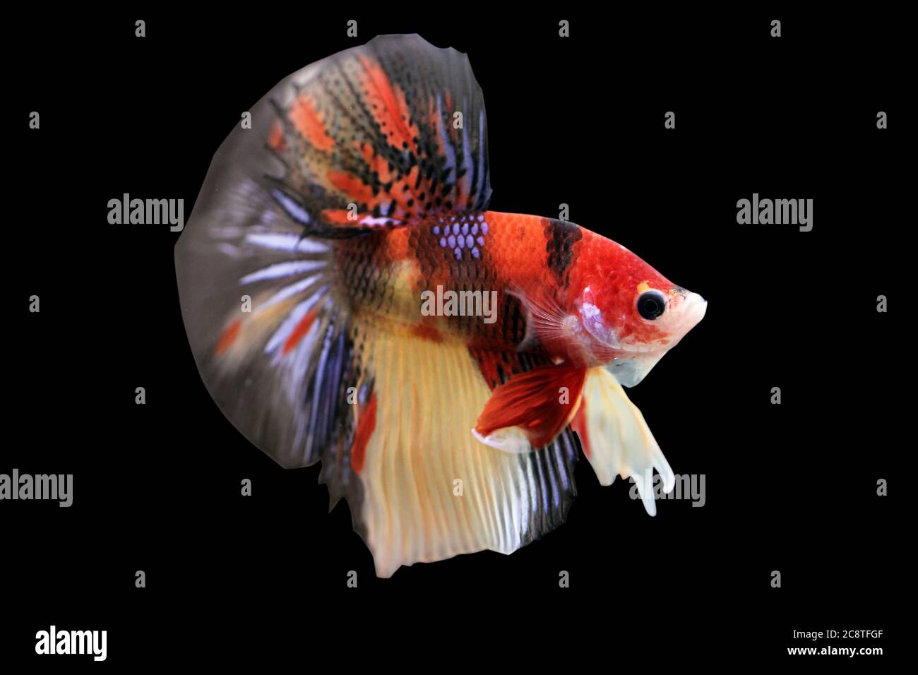 Betta Koi Nemo HM Halfmoon plakat Male or Plakat Fighting Fish Splendens on Black Background. Stock Photo