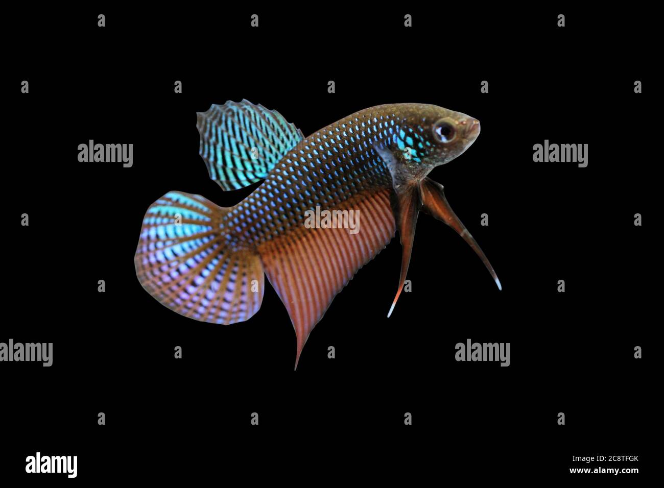 Betta Wild Guitar plakat Male or Plakat Fighting Fish Splendens on Black Background. Stock Photo