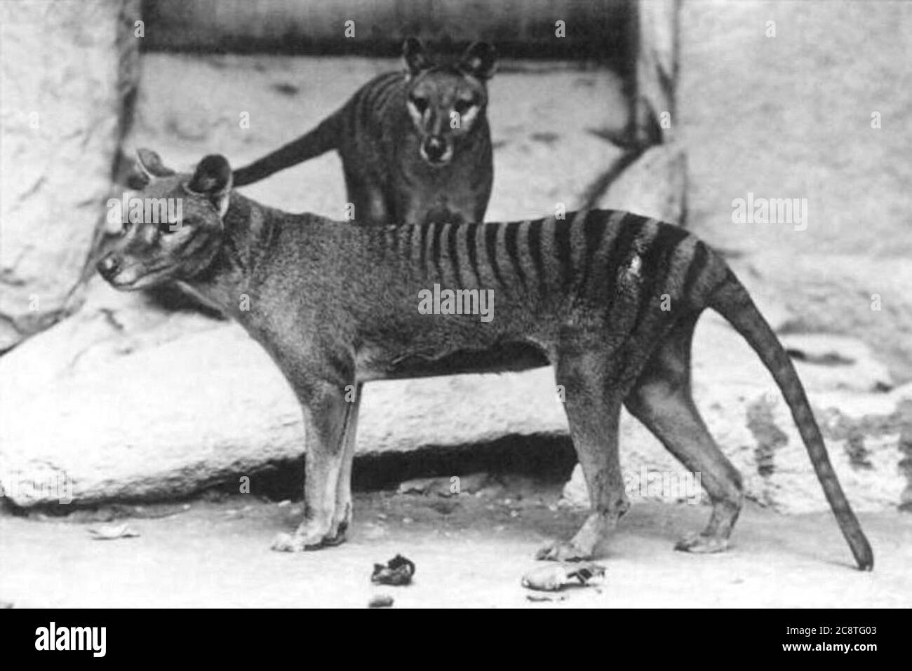 vintage-thylacine-tasmanian-tiger-1930s-02 Stock Photo