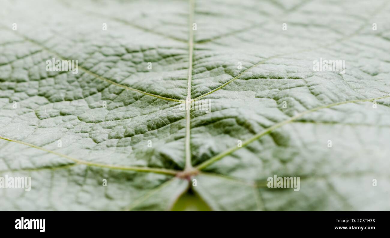 Vitis vinifera, green grape vine leaf with fine details, close-up, flat lay Stock Photo