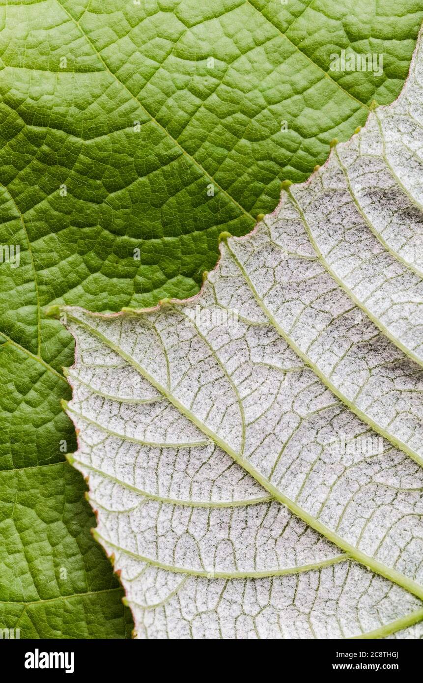 Vitis vinifera, green grape vine leaves with fine details, close-up, flat lay Stock Photo