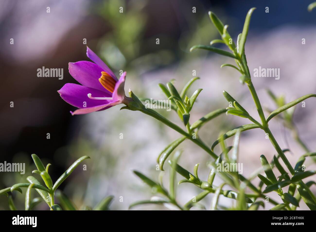 Chironia baccifera is a plant with a small pink flower blooming in the sunlight Stock Photo