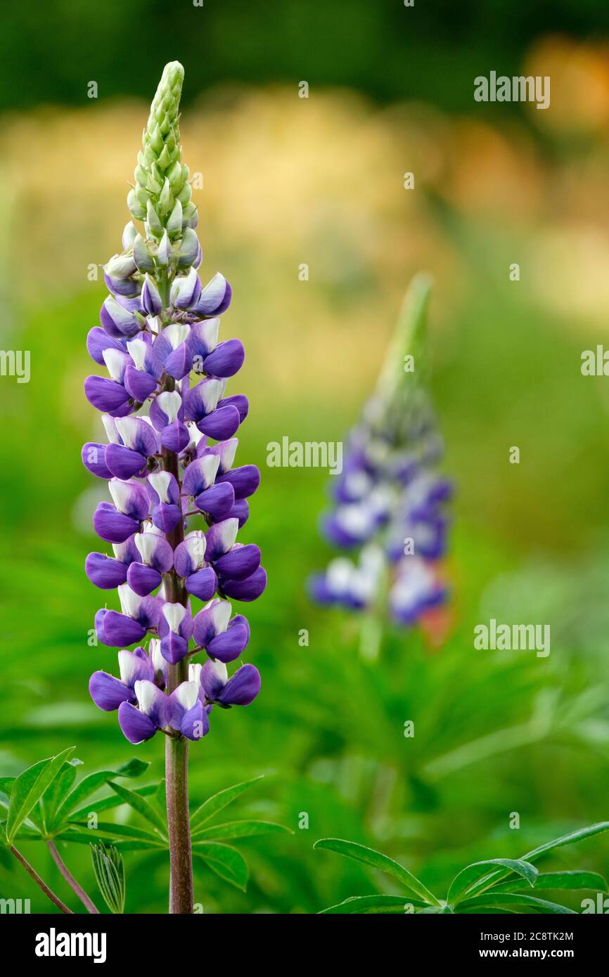 Lupinus 'The Governor' (Band of Nobles Series). Lupin 'The Governor'. Lupinus polyphyllus 'The Govenor' Stock Photo