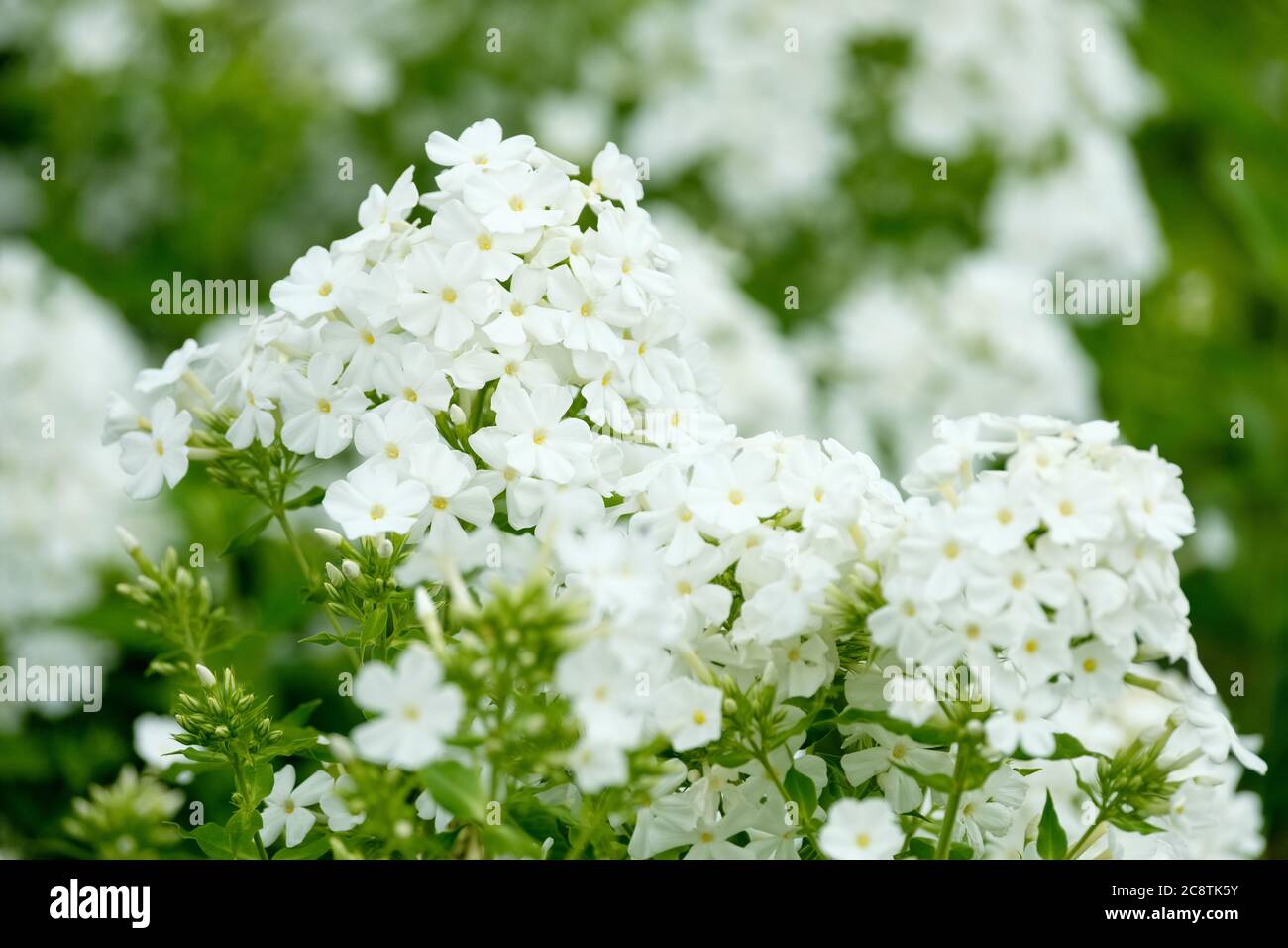 White flower heads of Phlox paniculata 'Mount Fuji'. Border phlox 'Mount Fuji' Stock Photo