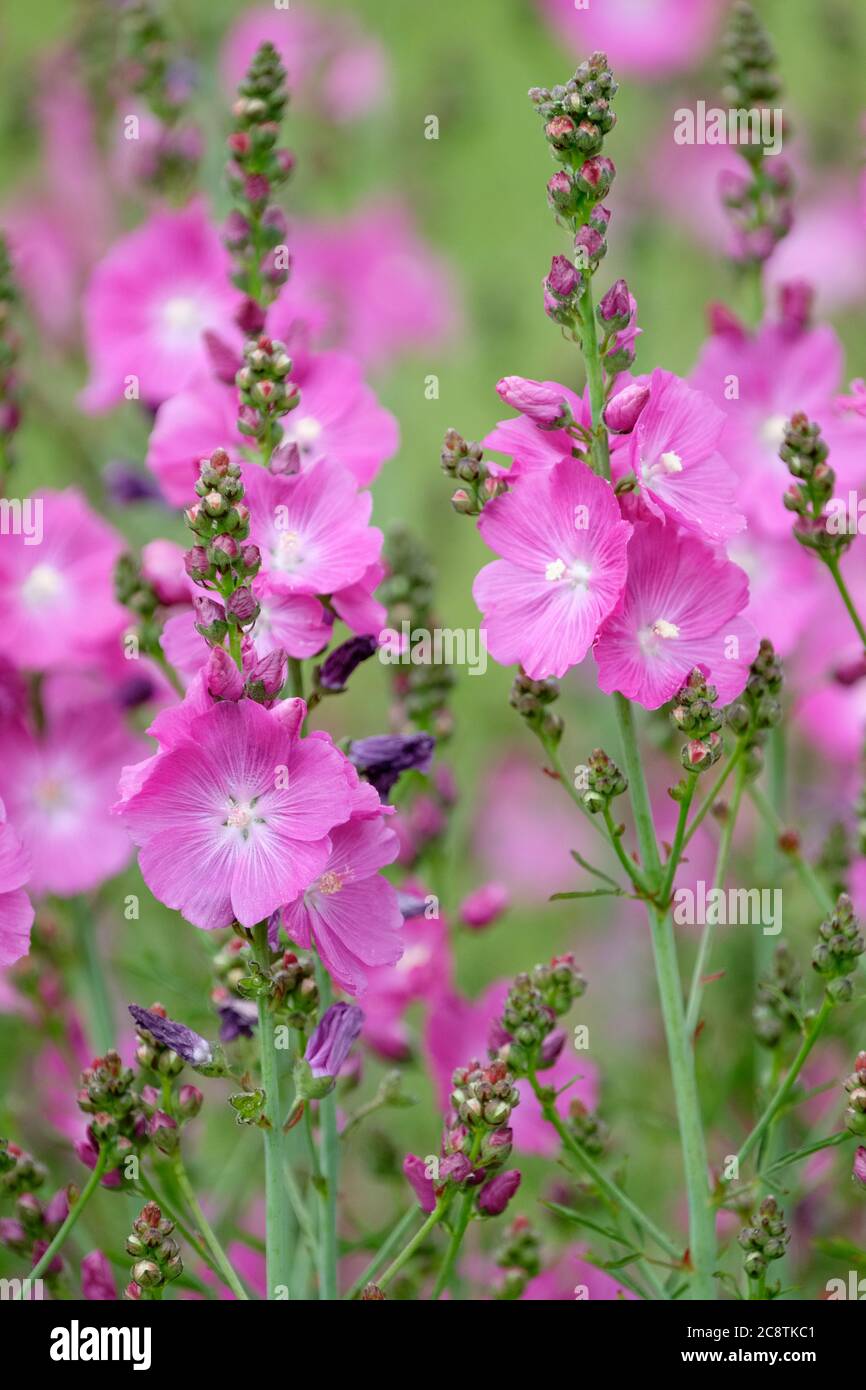 Deep pink flowers of Sidalcea 'Party Girl'. Prairie mallow 'Party Girl'. Sidalcea hybrida 'Party Girl' Stock Photo