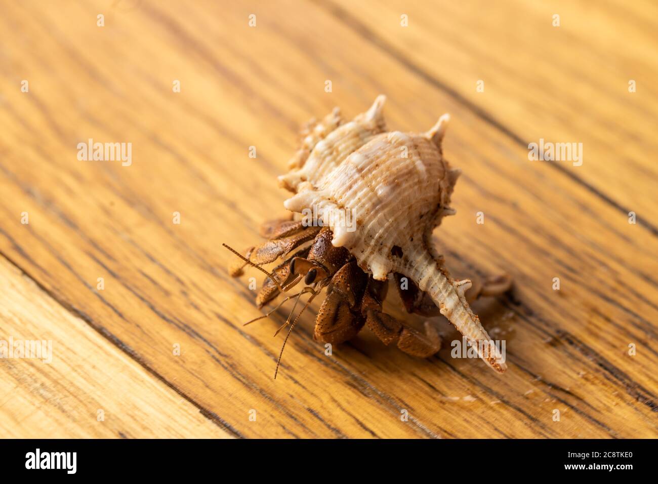 Australian land hermit crab hi-res stock photography and images - Alamy