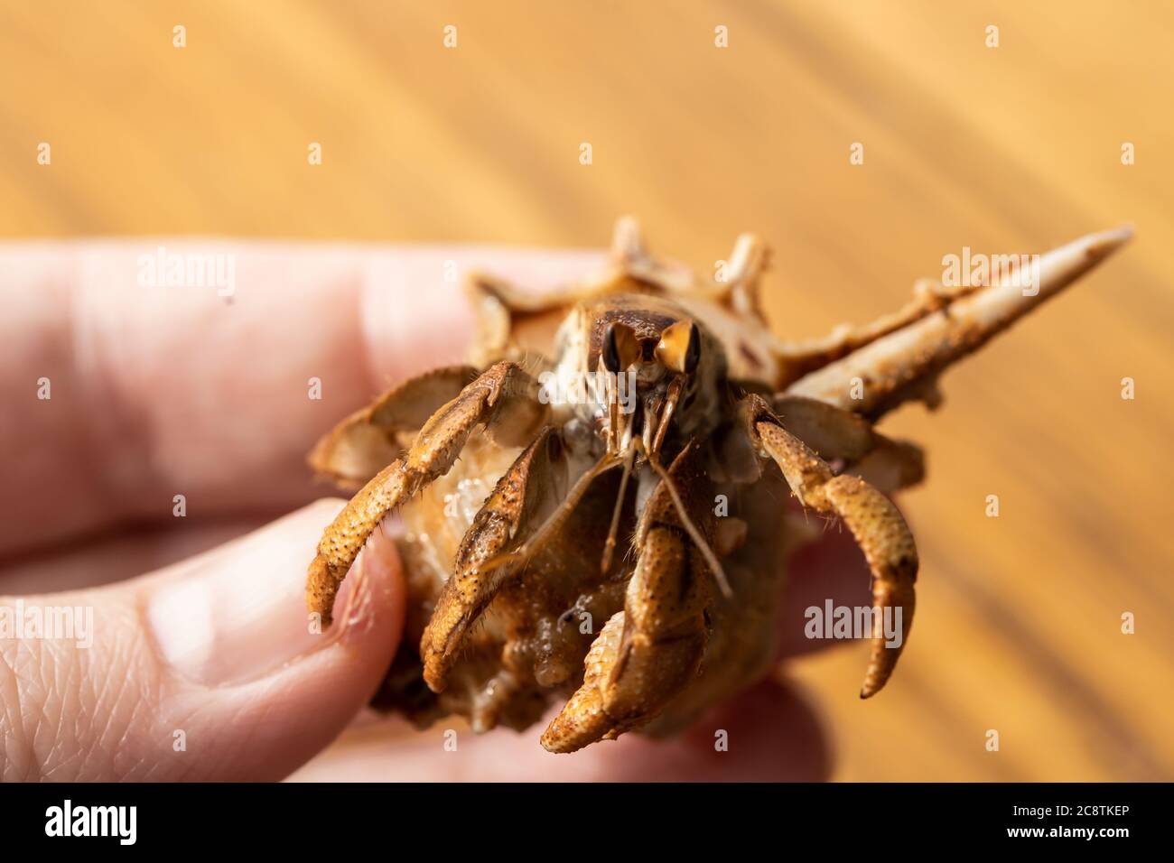 Australian Land Hermit Crab (Coenobita variabilis) being held by a hand Stock Photo