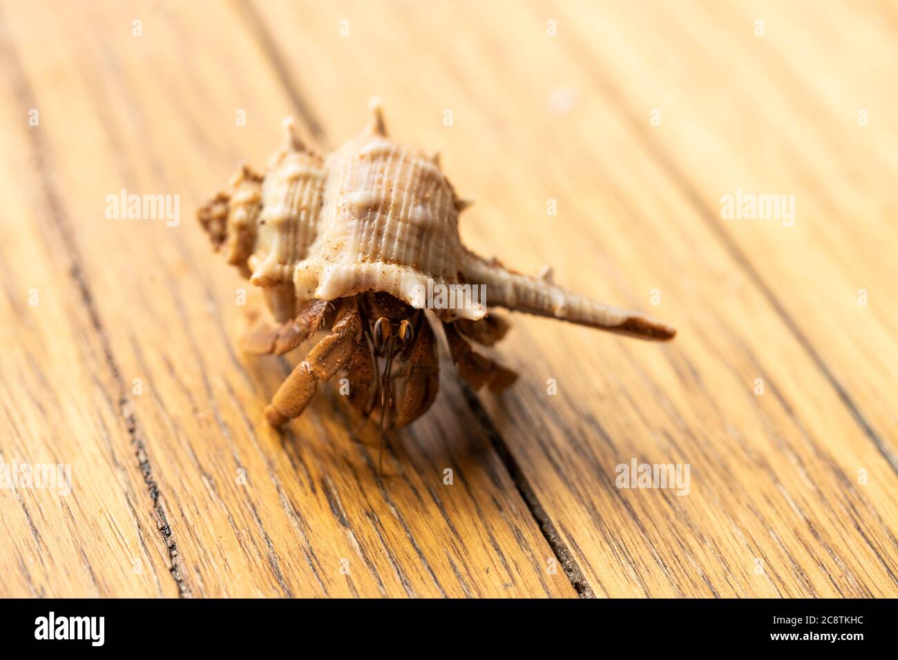 Australian land hermit crab hi-res stock photography and images - Alamy