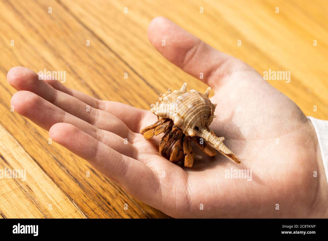 pet Australian Land Hermit Crab (Coenobita variabilis) being held by a child's hand Stock Photo