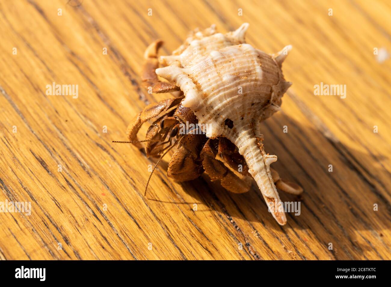 Australian land hermit crab hi-res stock photography and images - Alamy