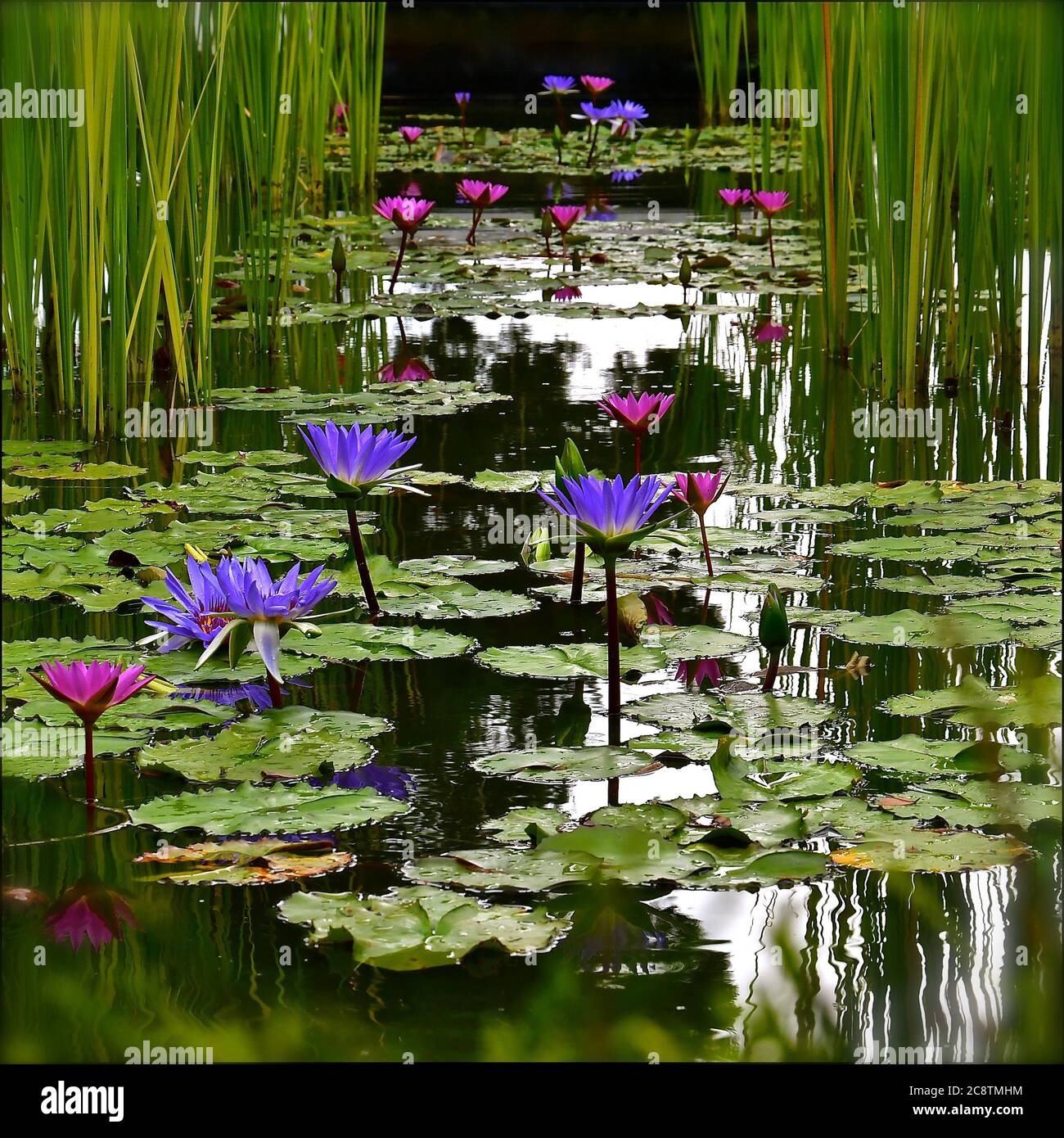 A perspective view of a water lily pond with purple and pink lotus ...