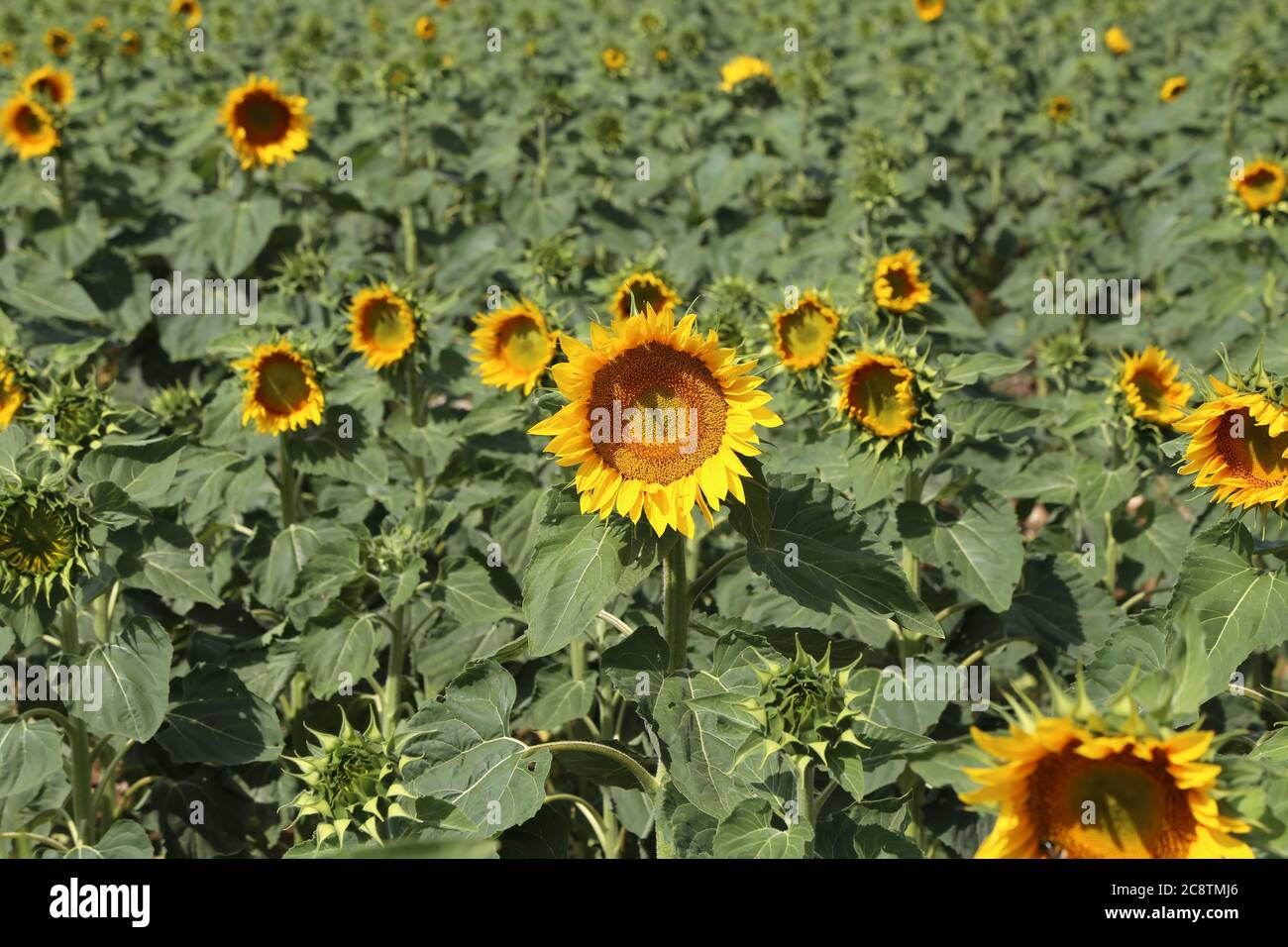 Yellow sunflower in a field on a green background Stock Photo - Alamy