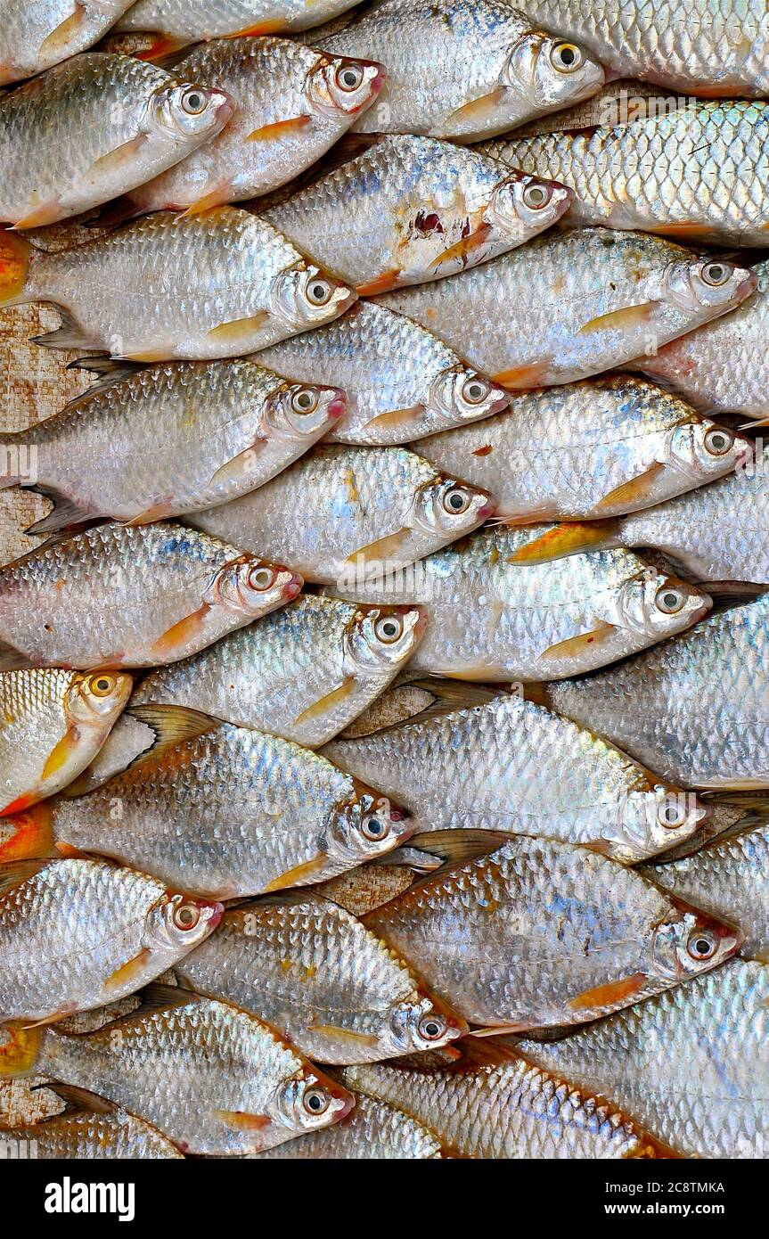 Fish have iridescent scales hi-res stock photography and images - Alamy