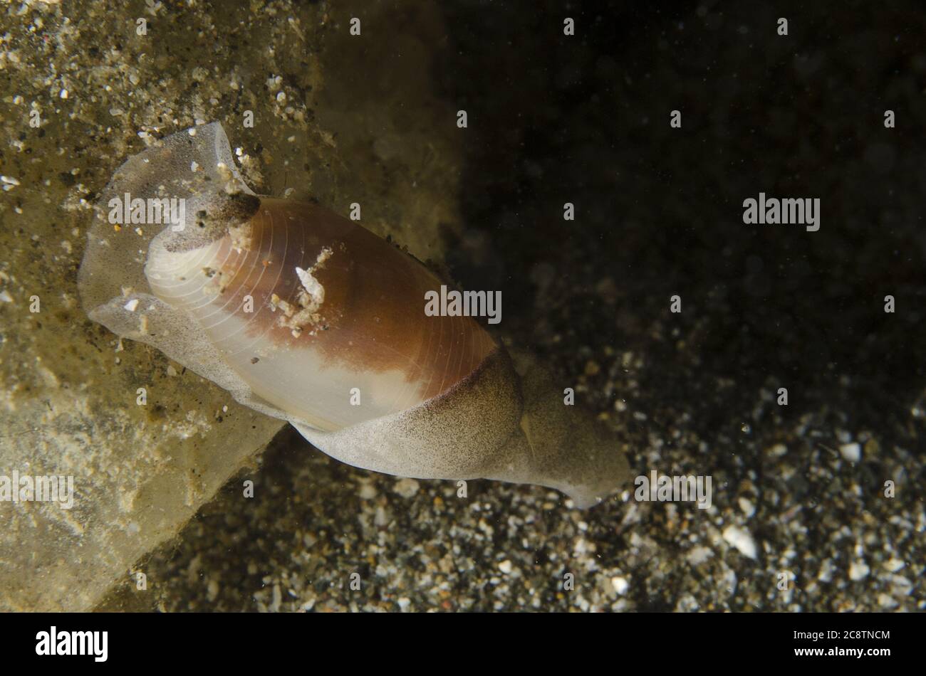Bubble snail, Aliculastrum cylindricum, Haminoeidae, Anilao