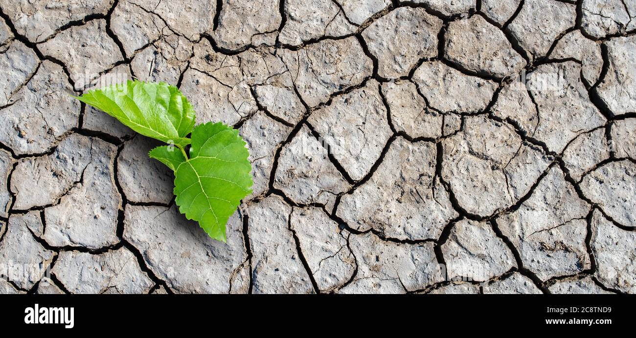 Dry land, Global warming and climate change concept. A new life start with the sprout of green leaves Recovery of the Nature Stock Photo
