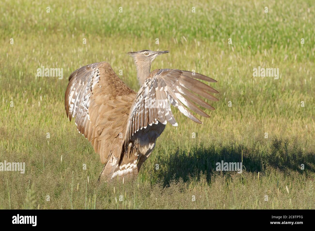 Kori bustard (Ardeotis kori), adult flapping its wings, in high grass, Kgalagadi Transfrontier Park, Northern Cape, South Africa, Africa Stock Photo