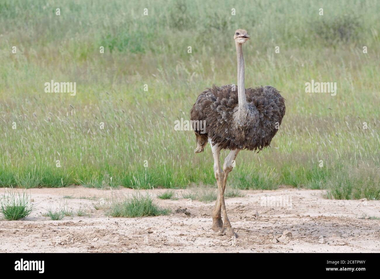 Common ostrich (Struthio camelus), adult female, walking from the waterhole, Kgalagadi Transfrontier Park, Northern Cape, South Africa, Africa Stock Photo