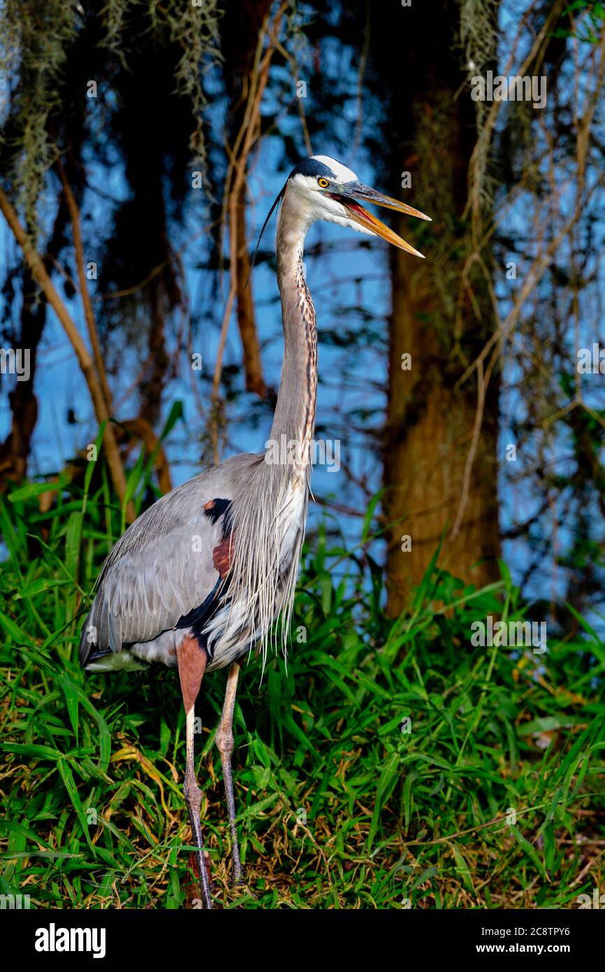 Great blue heron have something to say. Stock Photo