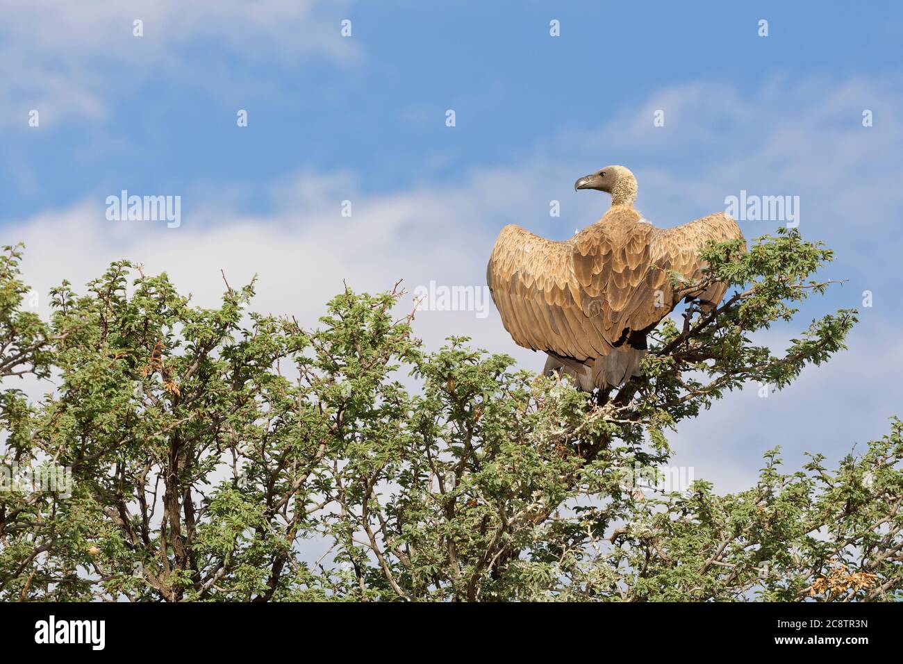 White-backed vulture (Gyps africanus), adult, perched on a tree top, outspread wings, Kgalagadi Transfrontier Park, Northern Cape, South Africa,Africa Stock Photo