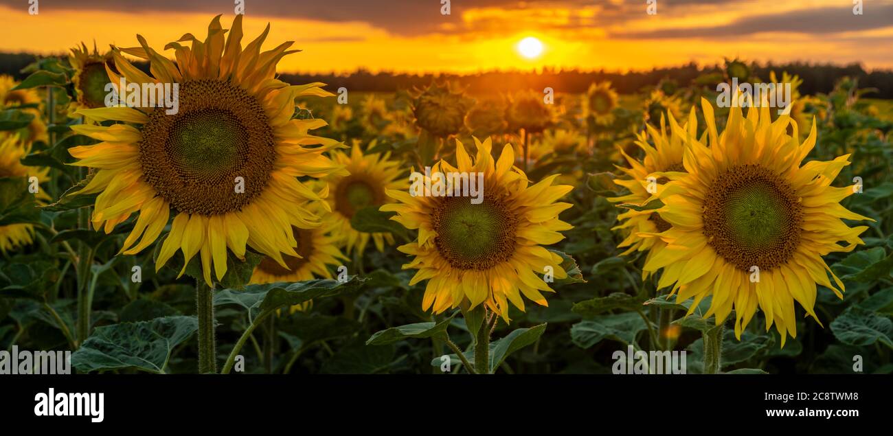 sunset over a field of blooming sunflowers Stock Photo - Alamy