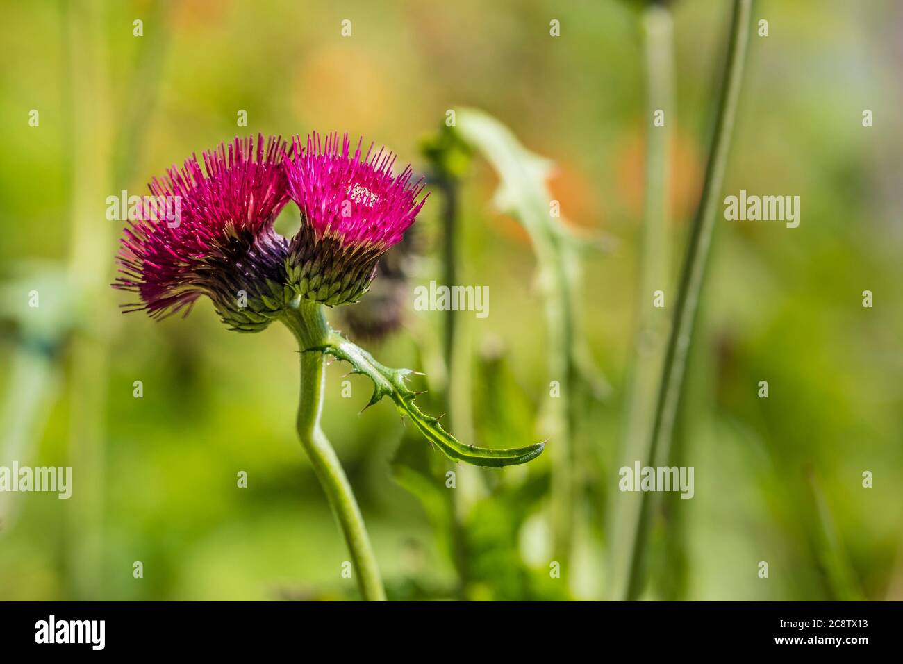 The Flowers Cirsium Rivulare Atropurpureum Emerging From The Buds Stock 