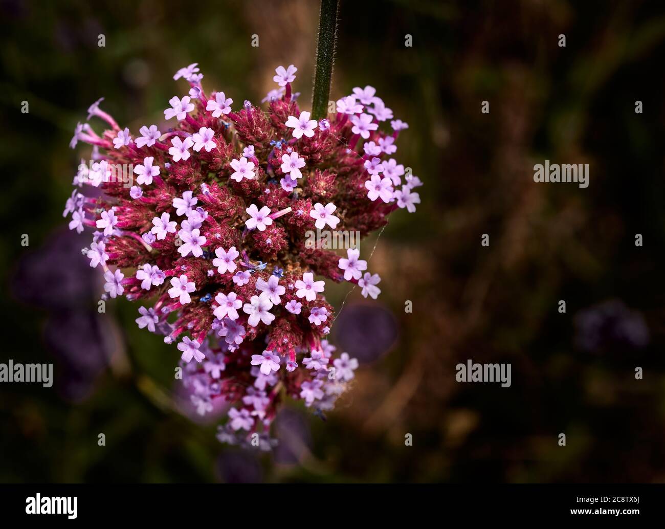 A cluster of small violet flowers on the head of a Veined Verbena (Verbena rigida) plant. Stock Photo